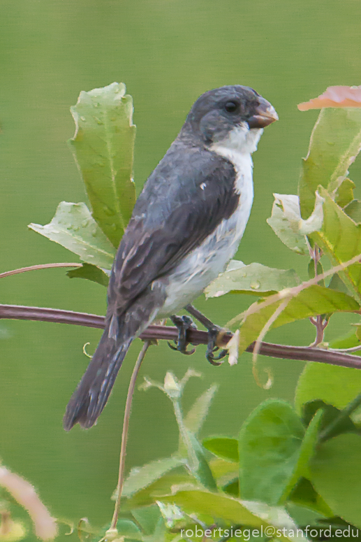 seedeater